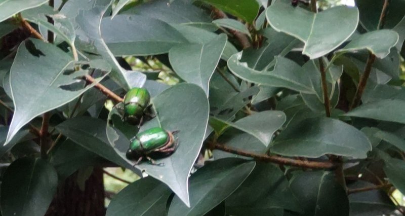 トウネズミモチの葉を食べるアオドウガネ 東京都大田区平和島公園