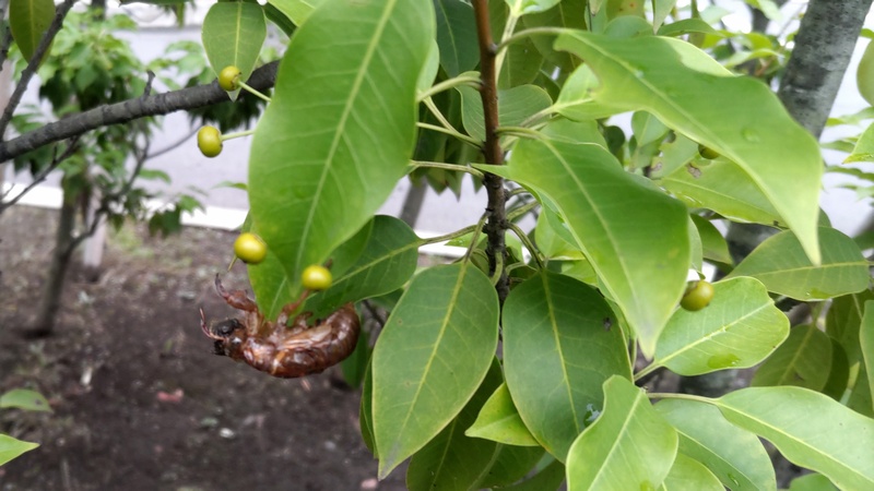 ソヨゴのセミの抜け殻 東京都大田区平和島公園