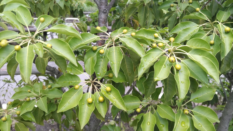 ソヨゴの果実 東京都大田区平和島公園