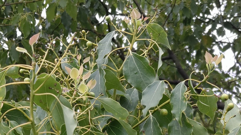 クスノキの新芽と果実 東京都大田区平和島公園
