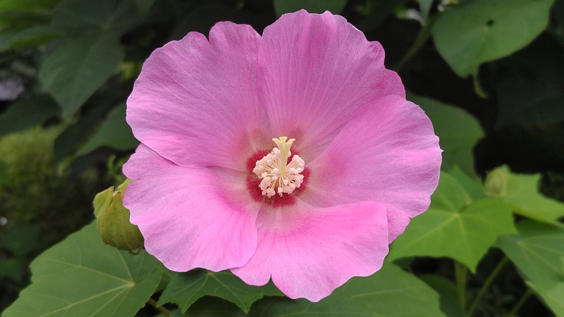 フヨウの花 東京都大田区大和大橋