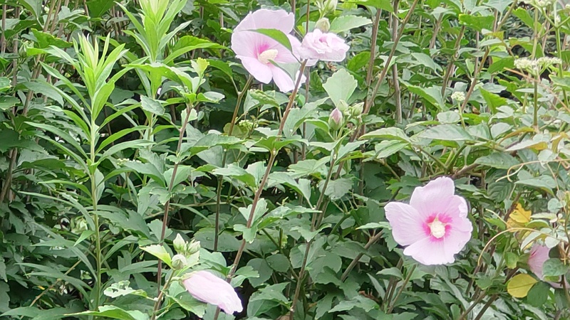 ムクゲの花 東京都大田区大和大橋