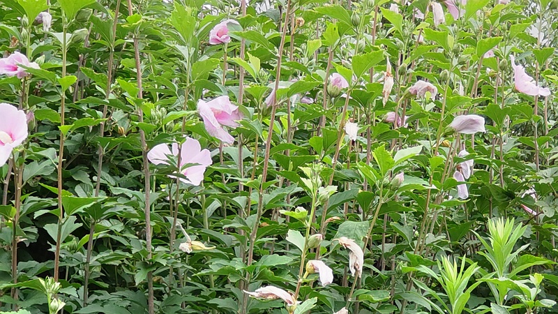 ムクゲの花 東京都大田区大和大橋