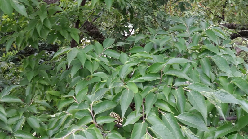 エノキ 東京都大田区平和島公園