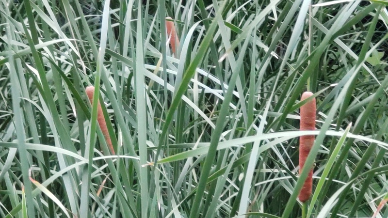 ヒメガマの穂 東京都大田区平和の森公園