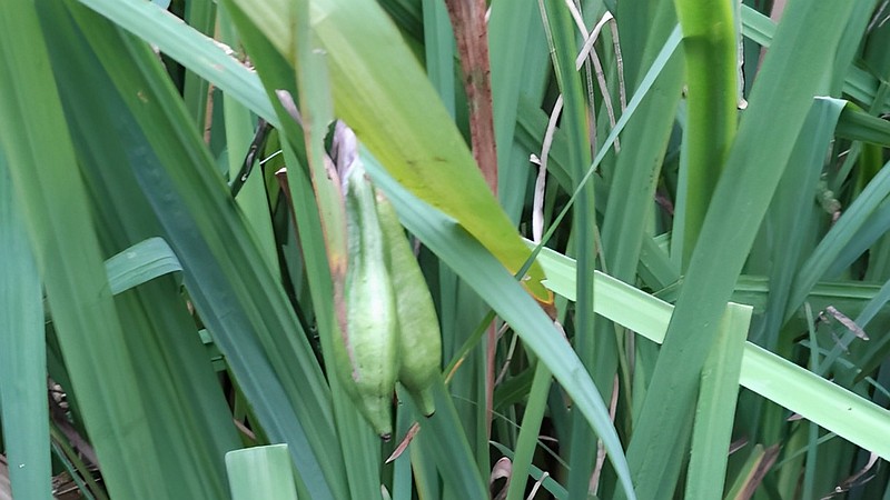 キショウブの果実 東京都大田区平和の森公園