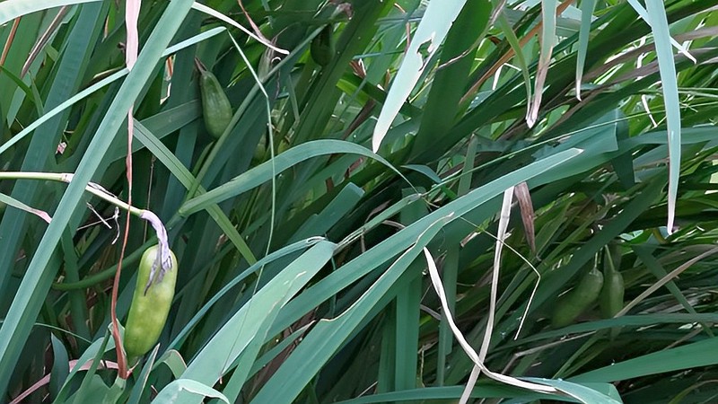 キショウブの果実 東京都大田区平和の森公園