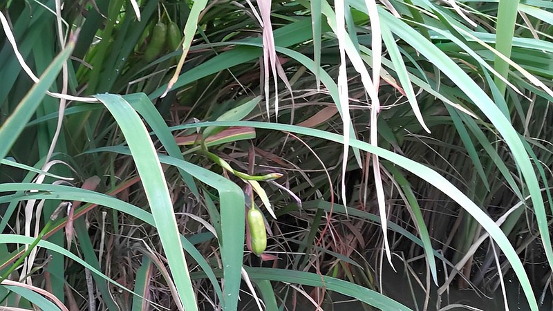 キショウブの果実 東京都大田区平和の森公園