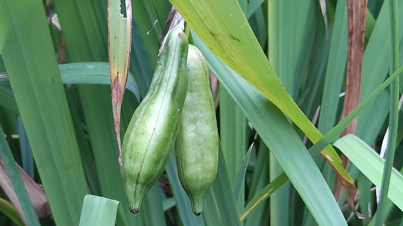 キショウブの果実 東京都大田区平和の森公園