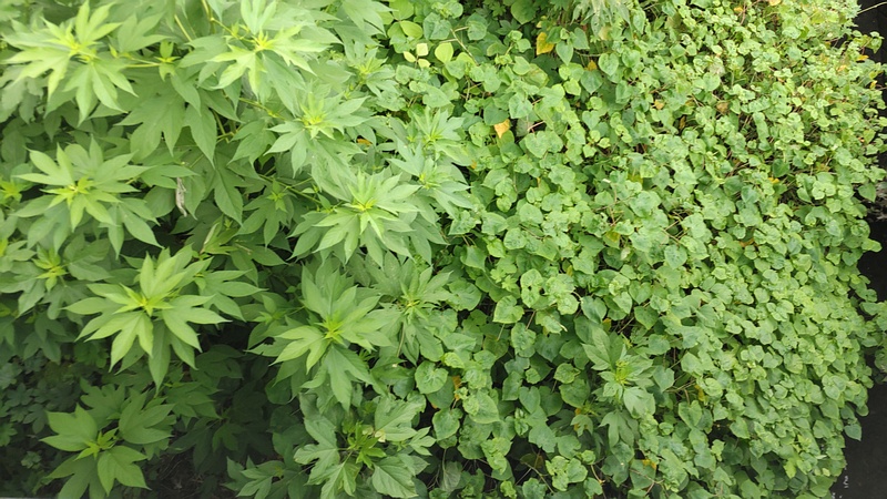 シャクチリソバとオオブタクサ 横浜市旭区今宿南町