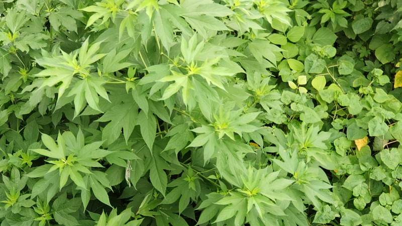 オオブタクサとシャクチリソバ 横浜市旭区今宿南町