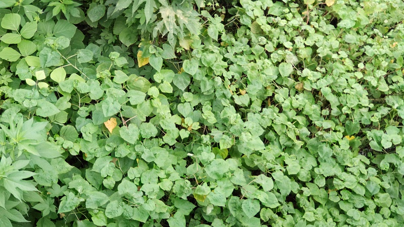 シャクチリソバ 横浜市旭区今宿南町