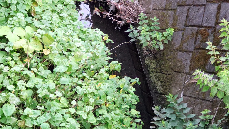 シャクチリソバ 横浜市旭区今宿南町