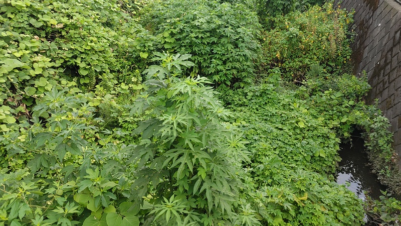 雑草群 横浜市旭区今宿南町