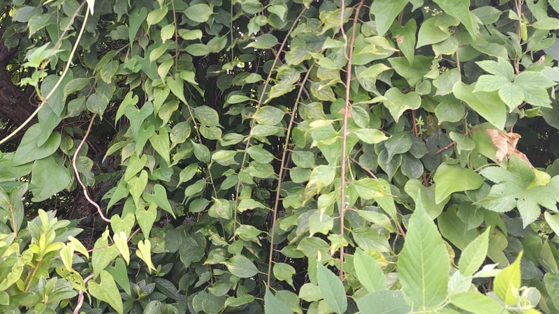 雑草群 横浜市旭区今宿南町