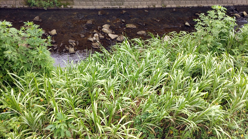 オギ 横浜市旭区今宿南町