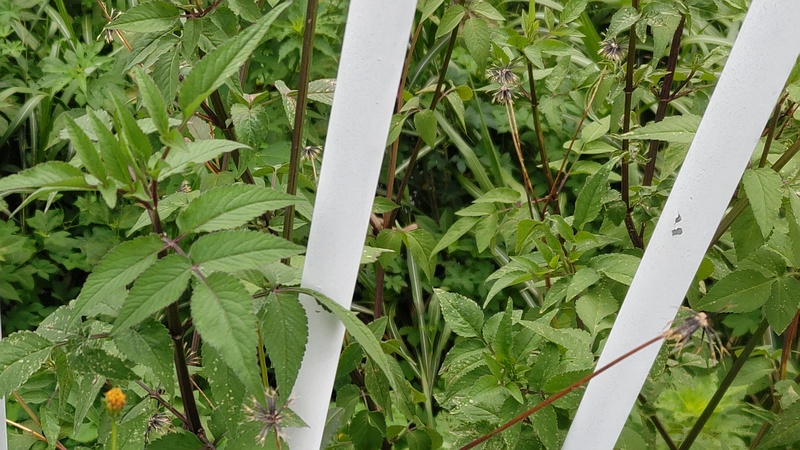 コセンダングサ 横浜市旭区今宿南町