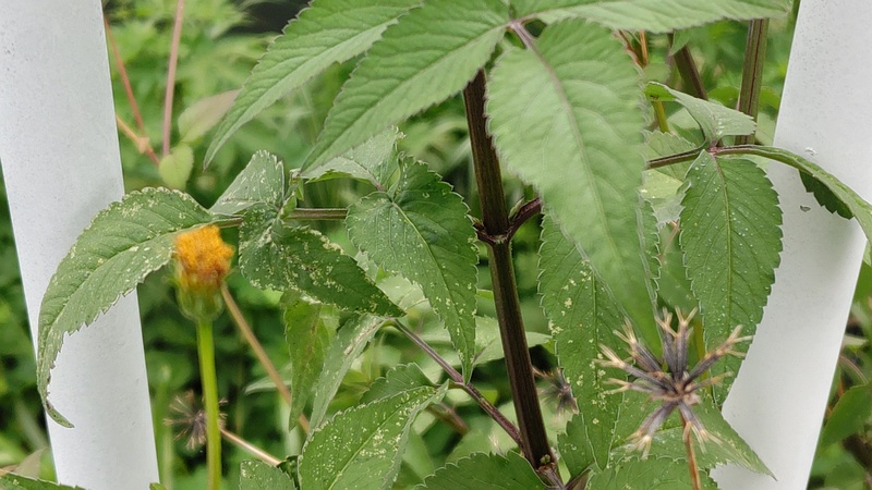 コセンダングサ 横浜市旭区今宿南町