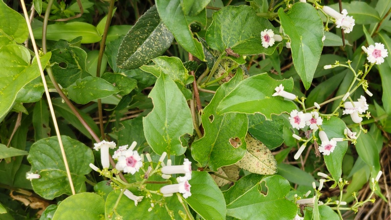 ヘクソカズラ 横浜市旭区今宿南町