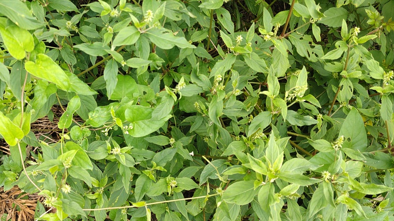 イノコヅチ 横浜市旭区今宿南町