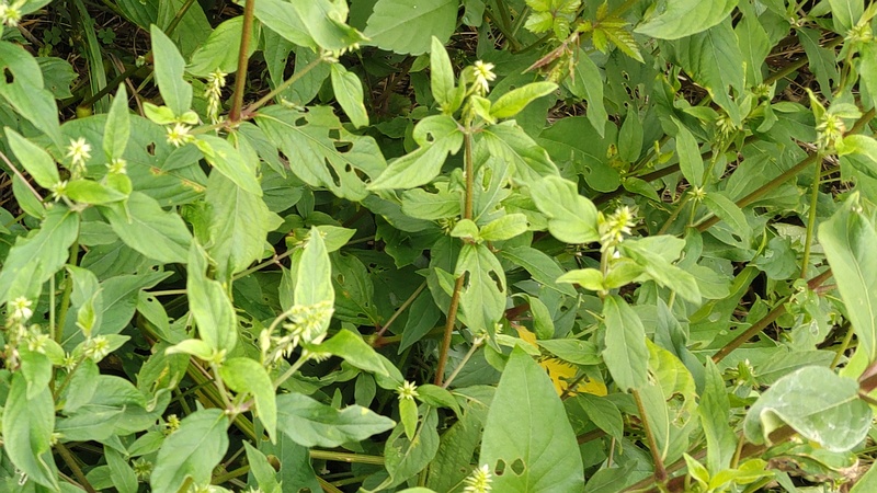 イノコヅチ 横浜市旭区今宿南町