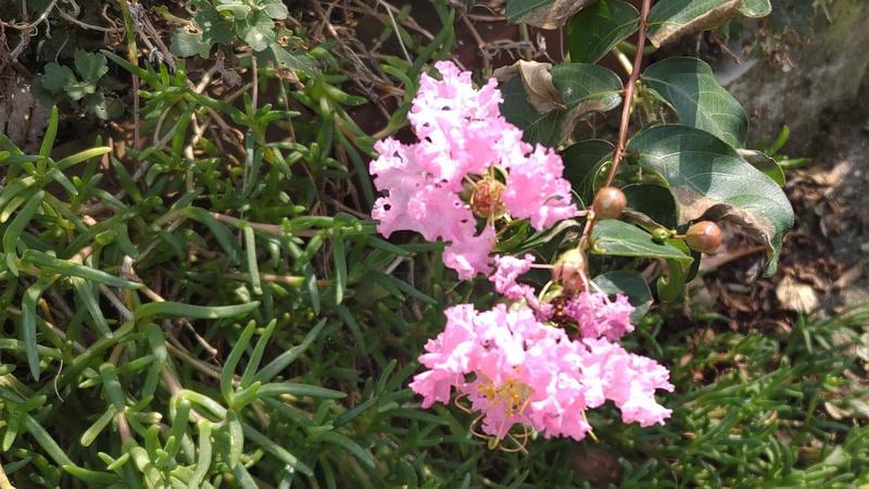 サルスベリ 横浜市旭区今宿南町