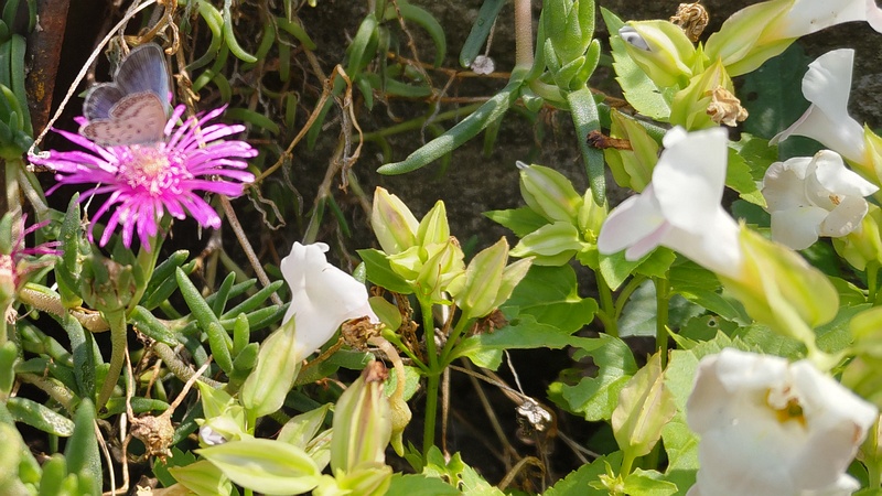 ハナウリクサとマツバギクのヤマトシジミ♂ 横浜市旭区今宿南町