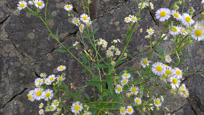 ヒメジョオン 横浜市旭区今宿南町