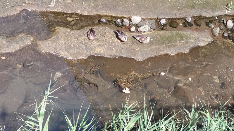 カルガモ 横浜市旭区今宿南町