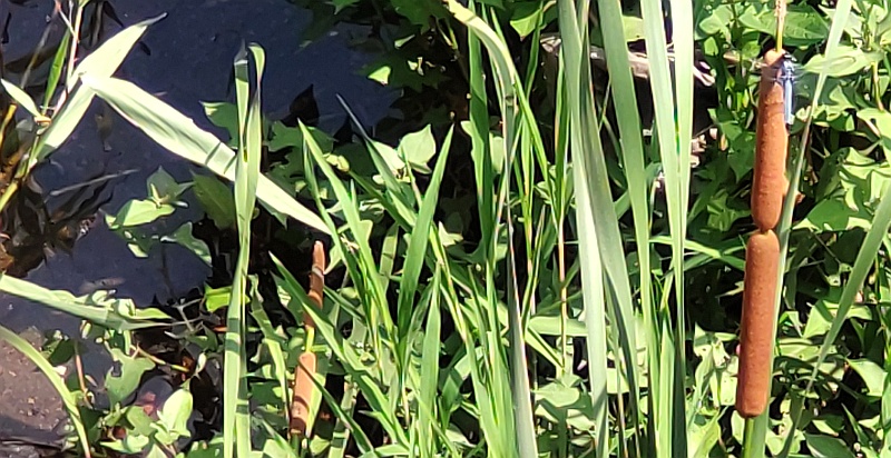 ヒメガマの穂に留まるシオカラトンボ 横浜市旭区今宿南町