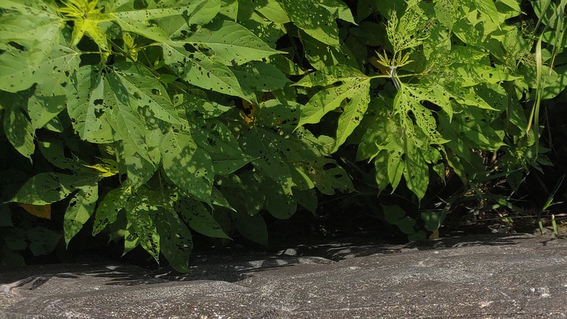 虫食いだらけのオオブタクサ 横浜市旭区今宿南町