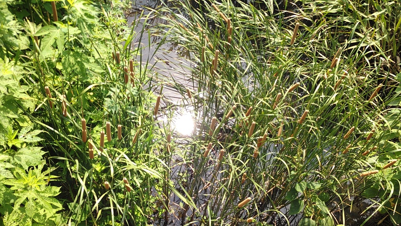 ヒメガマ 横浜市旭区今宿南町