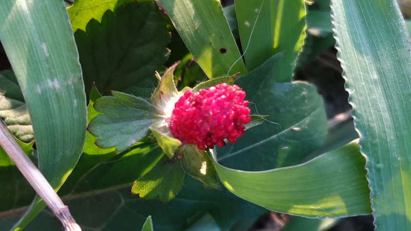 ヤブヘビイチゴの果実 横浜市旭区今宿南町
