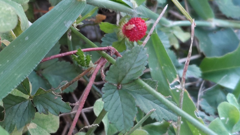 ヤブヘビイチゴの果実 横浜市旭区今宿南町