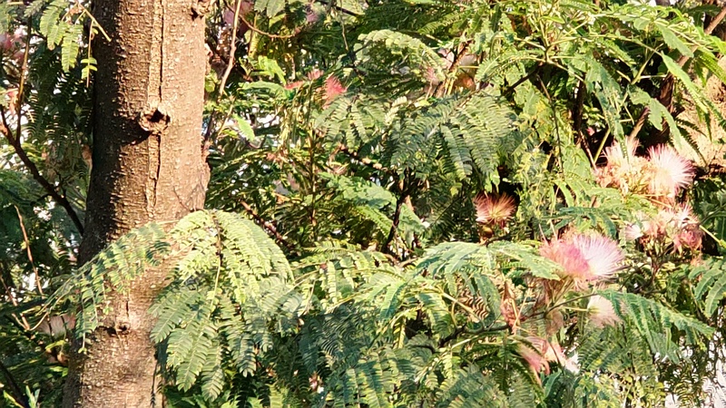 ネムノキの花 横浜市旭区今宿南町