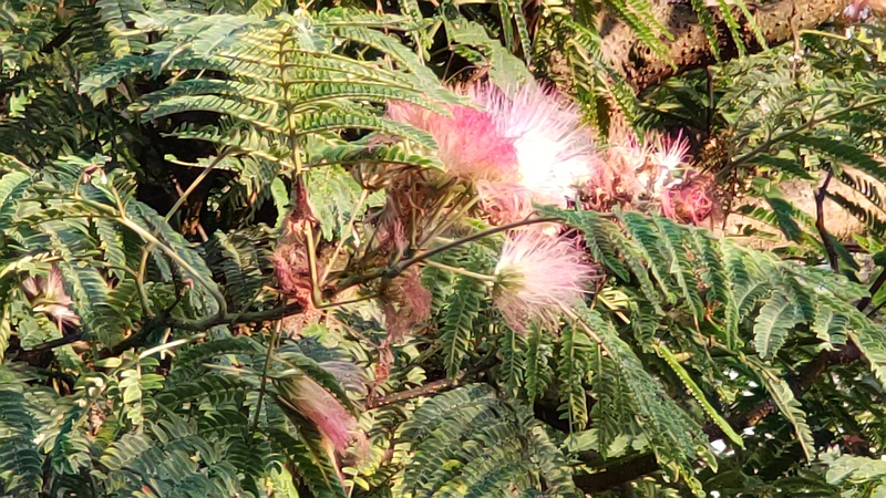 ネムノキの花 横浜市旭区今宿南町