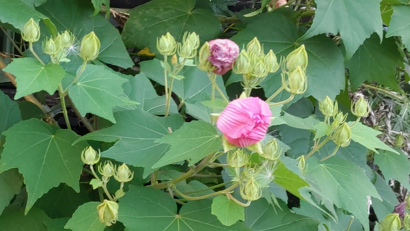 バス停付近のフヨウの花 横浜市旭区今宿西町