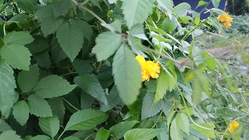 ヤエヤマブキの花 横浜市旭区今宿南町