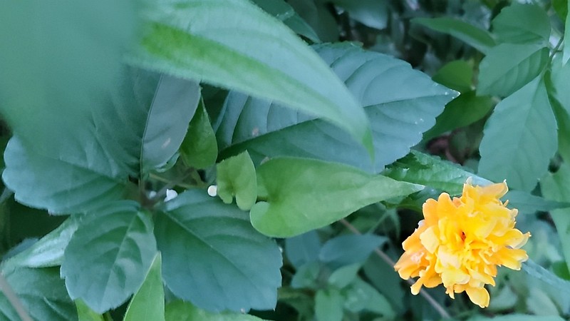 ヤエヤマブキの花 横浜市旭区今宿南町