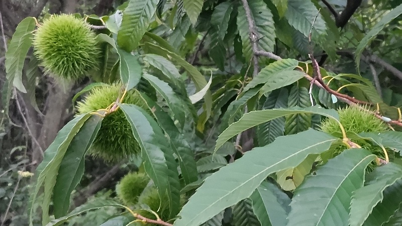 クリの果実 横浜市旭区今宿南町