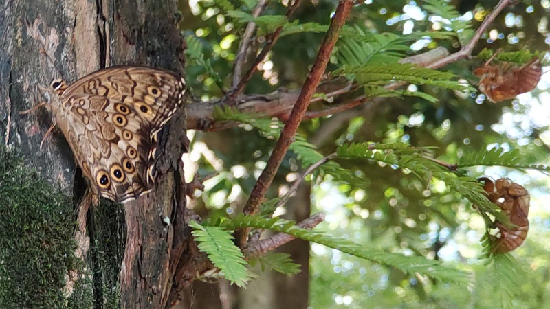 メタセコイアのサトキマダラヒカゲの♂ 東京都大田区平和の森公園