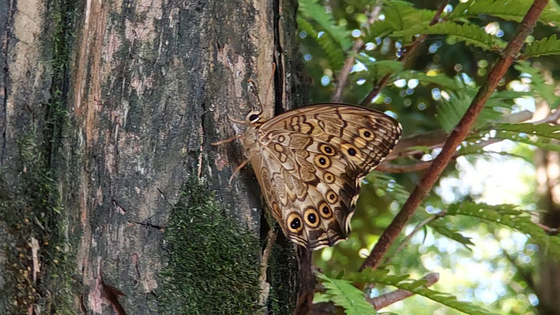 メタセコイアのサトキマダラヒカゲの♂ 東京都大田区平和の森公園