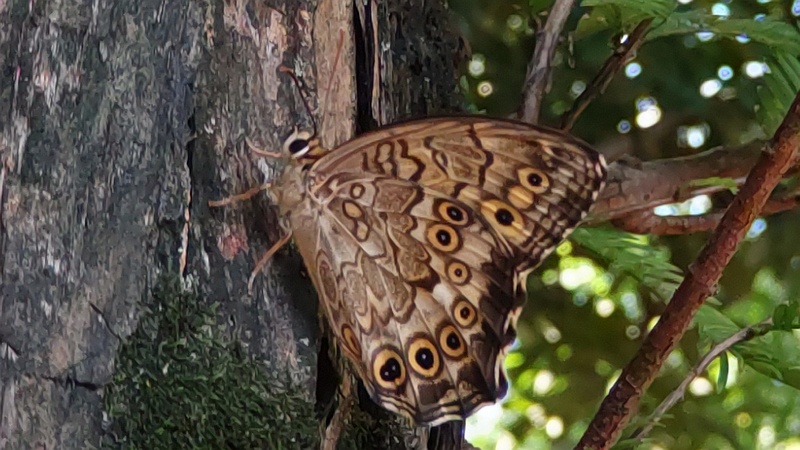 メタセコイアのサトキマダラヒカゲの♂ 東京都大田区平和の森公園