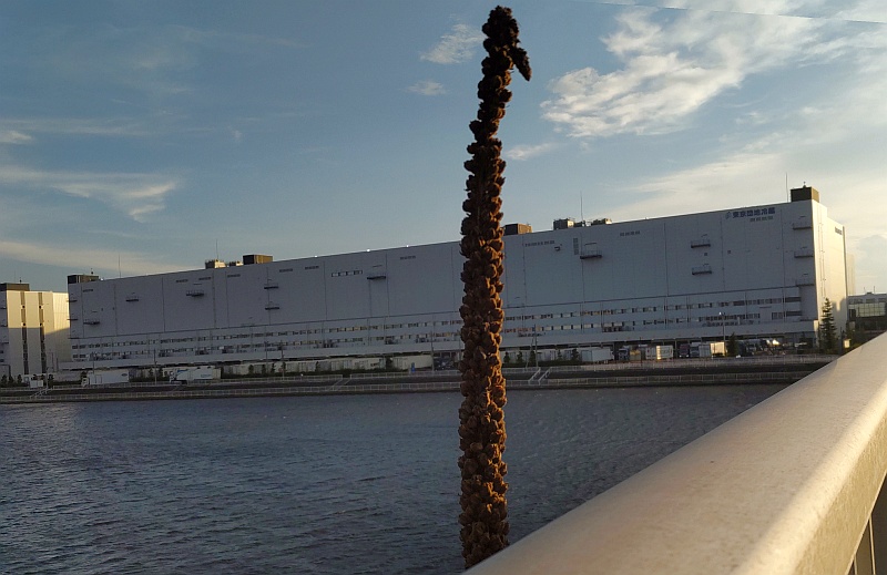 ビロードモウズイカの果実 東京都大田区大和大橋