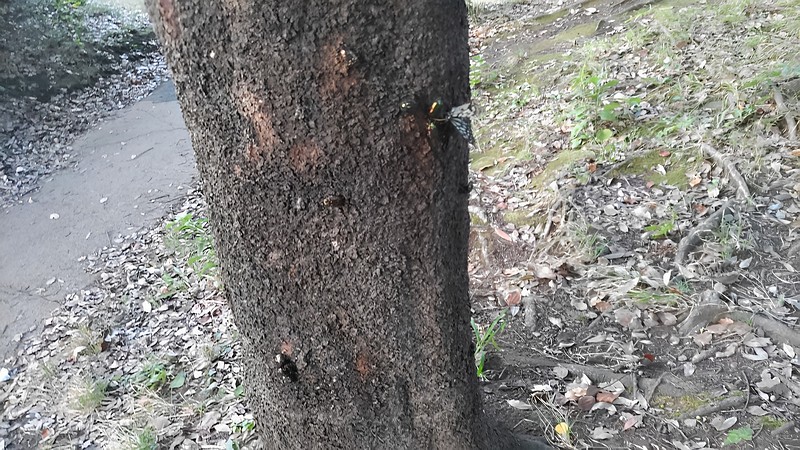 シラカシのアカボシゴマダラとカナブン 東京都大田区平和の森公園