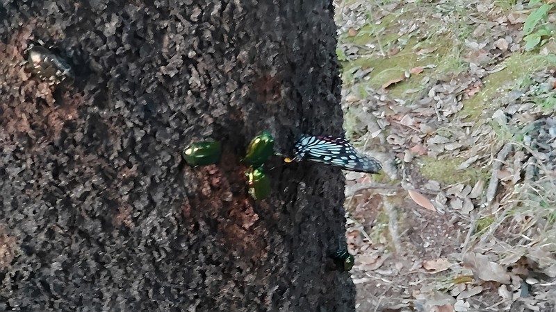 シラカシのアカボシゴマダラとカナブン 東京都大田区平和の森公園