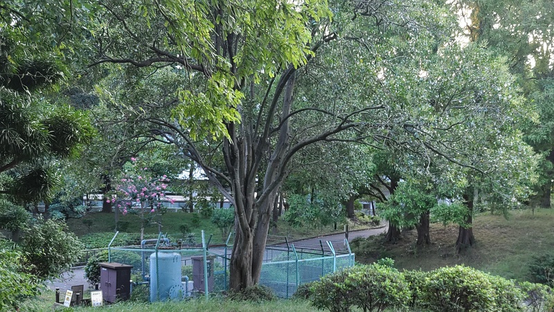 トウネズミモチの大木 東京都大田区平和の森公園