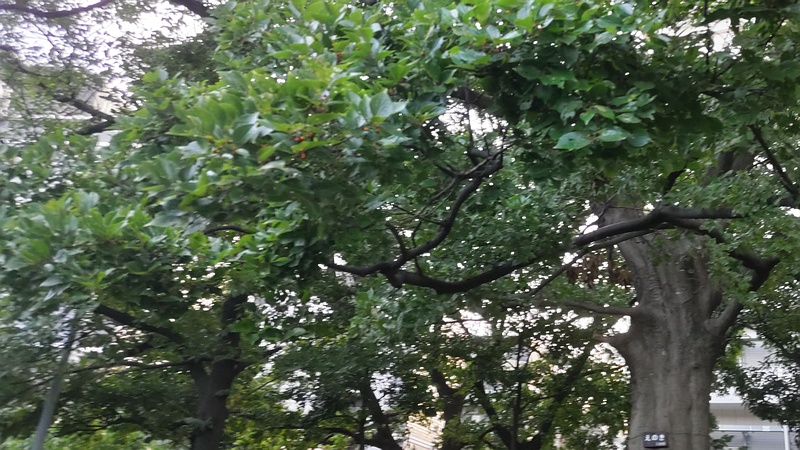 エノキの果実 東京都大田区平和の森公園