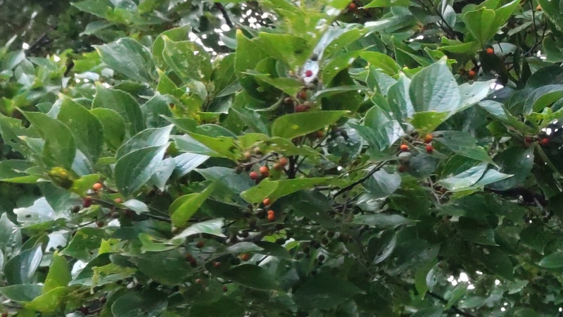 エノキの果実 東京都大田区平和の森公園