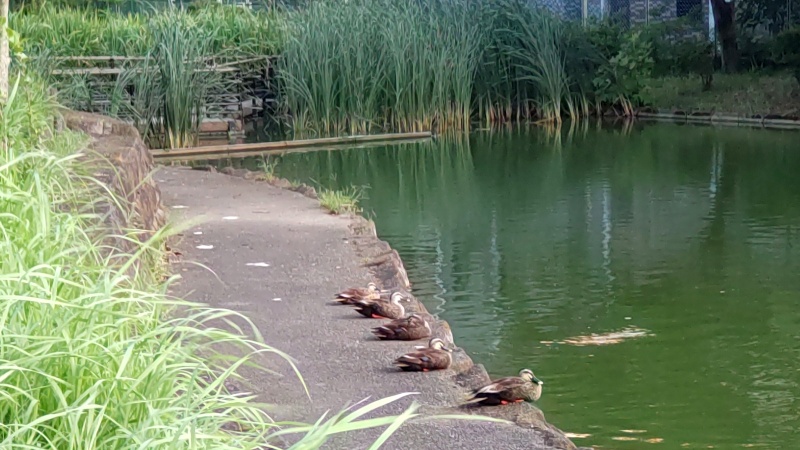 ひょうたん池のカルガモの親子 東京都大田区平和の森公園